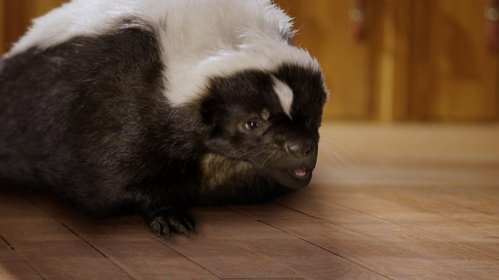 Still from Skunked!