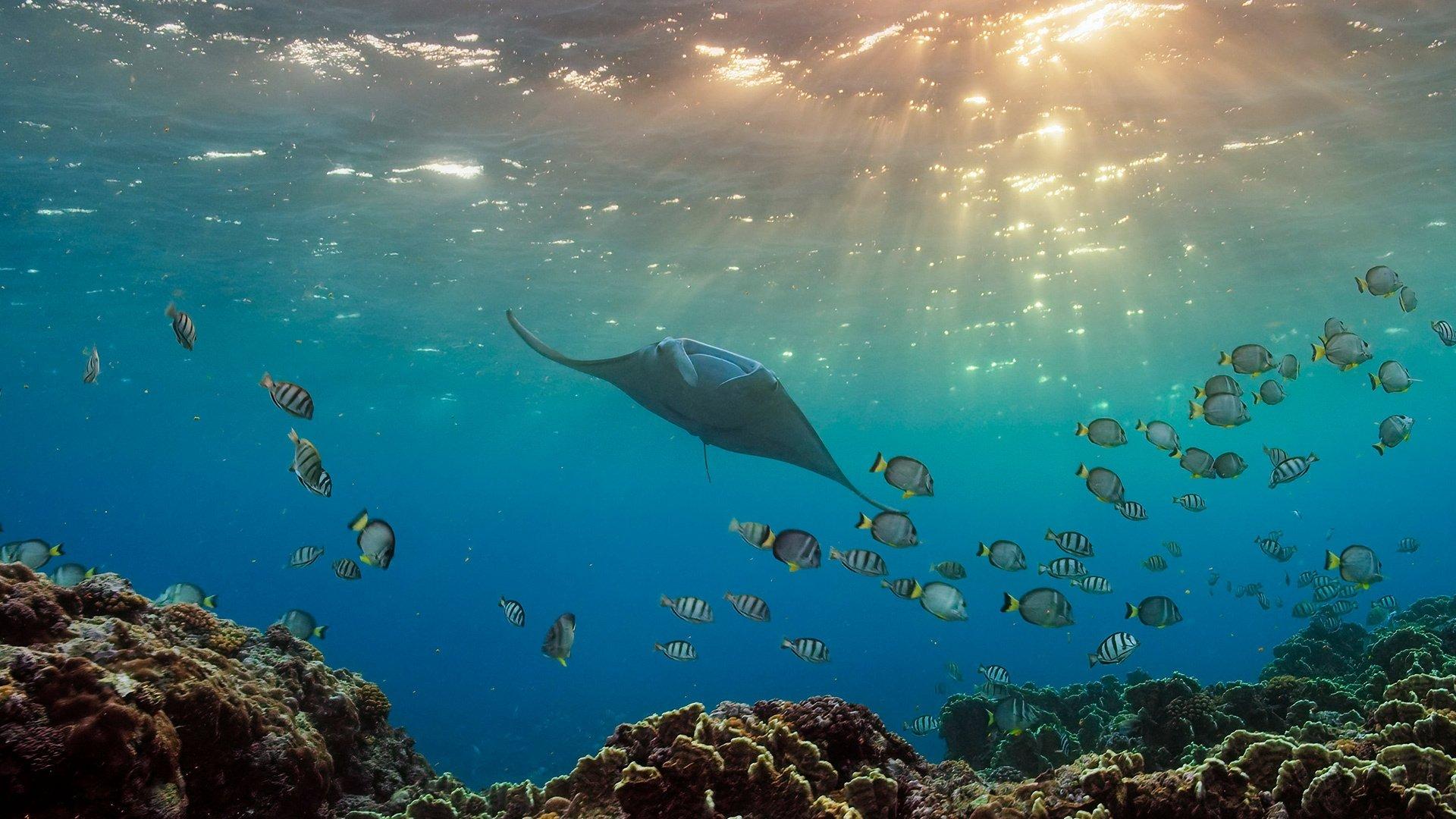 Still from Oceans