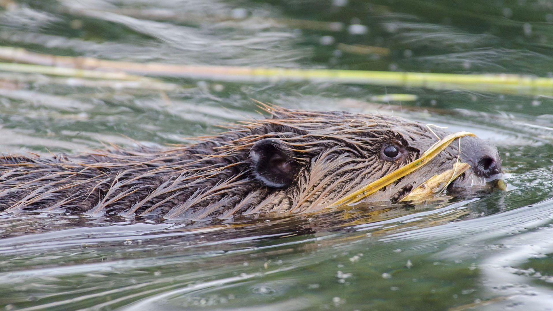 Still from Beavers Behaving Badly