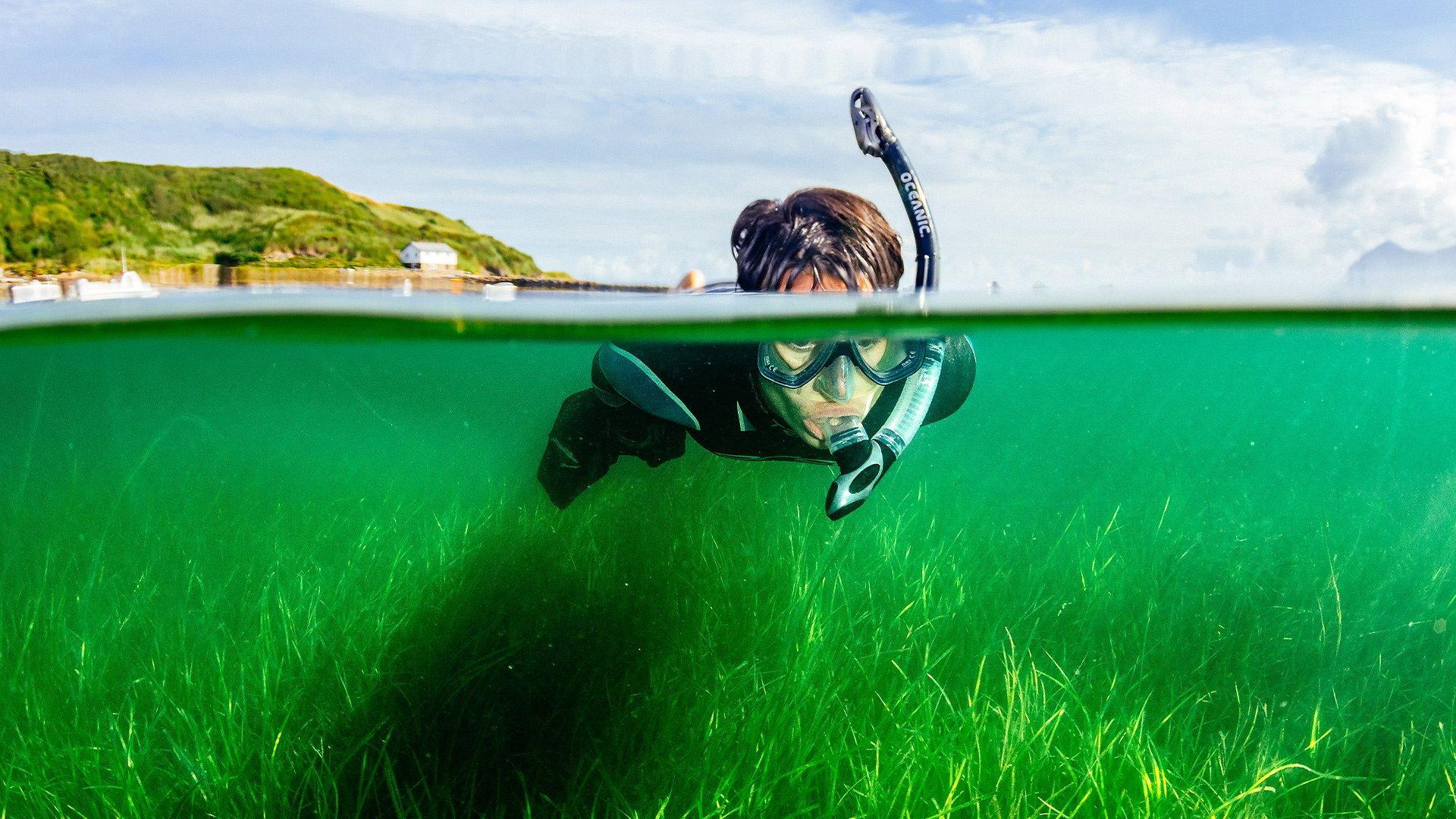 Still from Saving Our Wild Isles