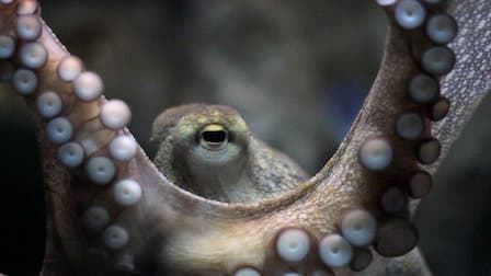 Still from Animal Intelligence