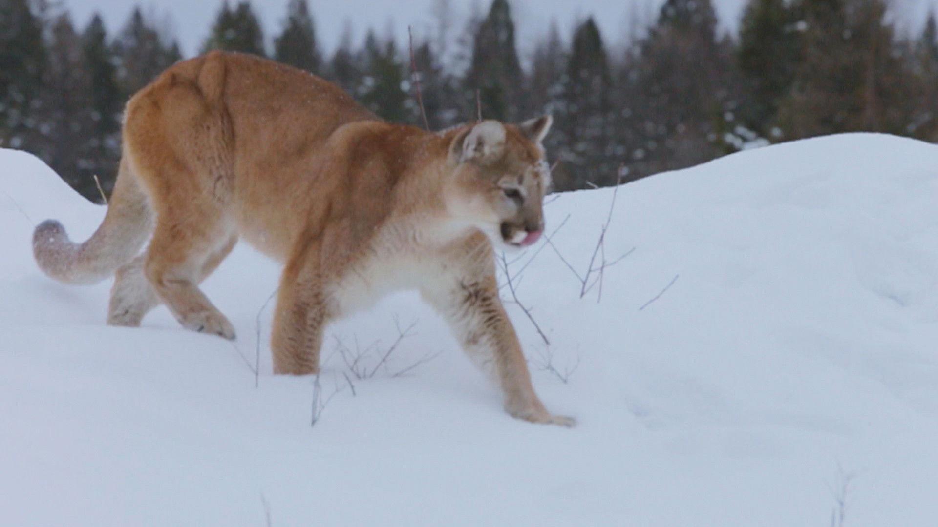 Still from Big Mountain Payday