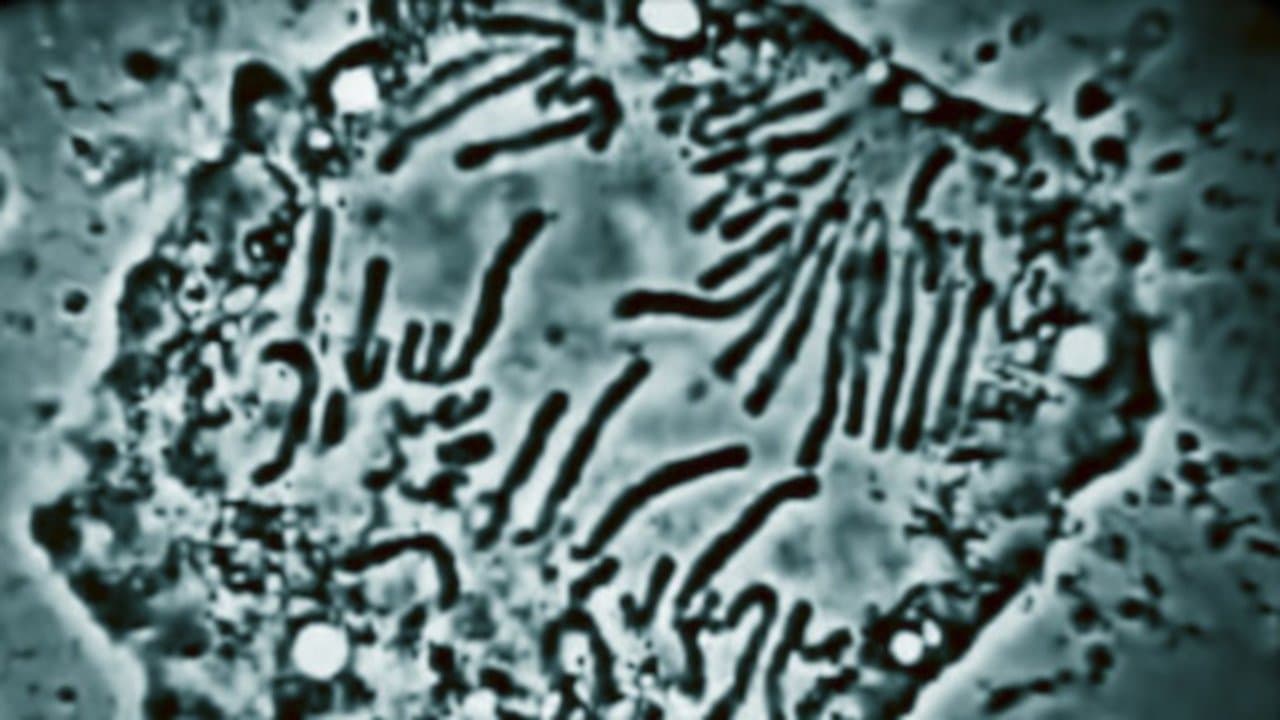 Still from Genetics