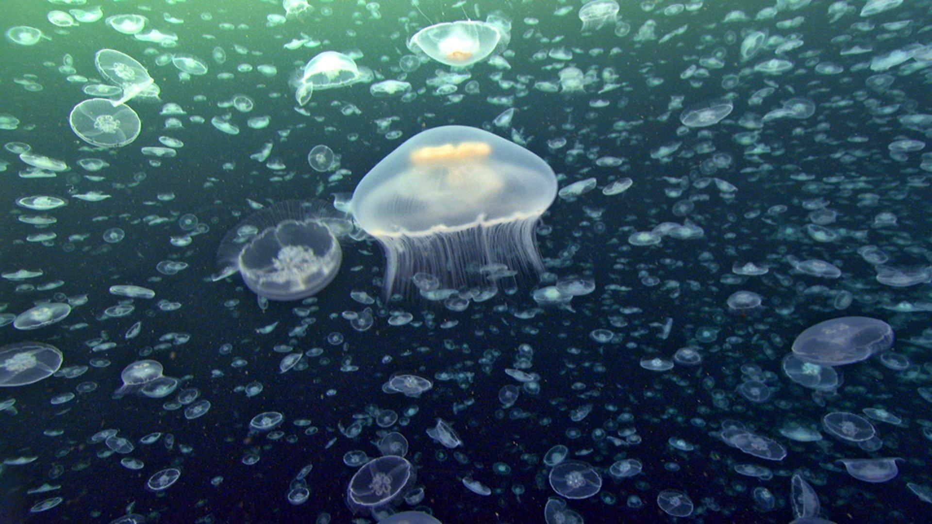 Still from Creatures of the Deep
