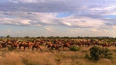Still from Camels Down Under