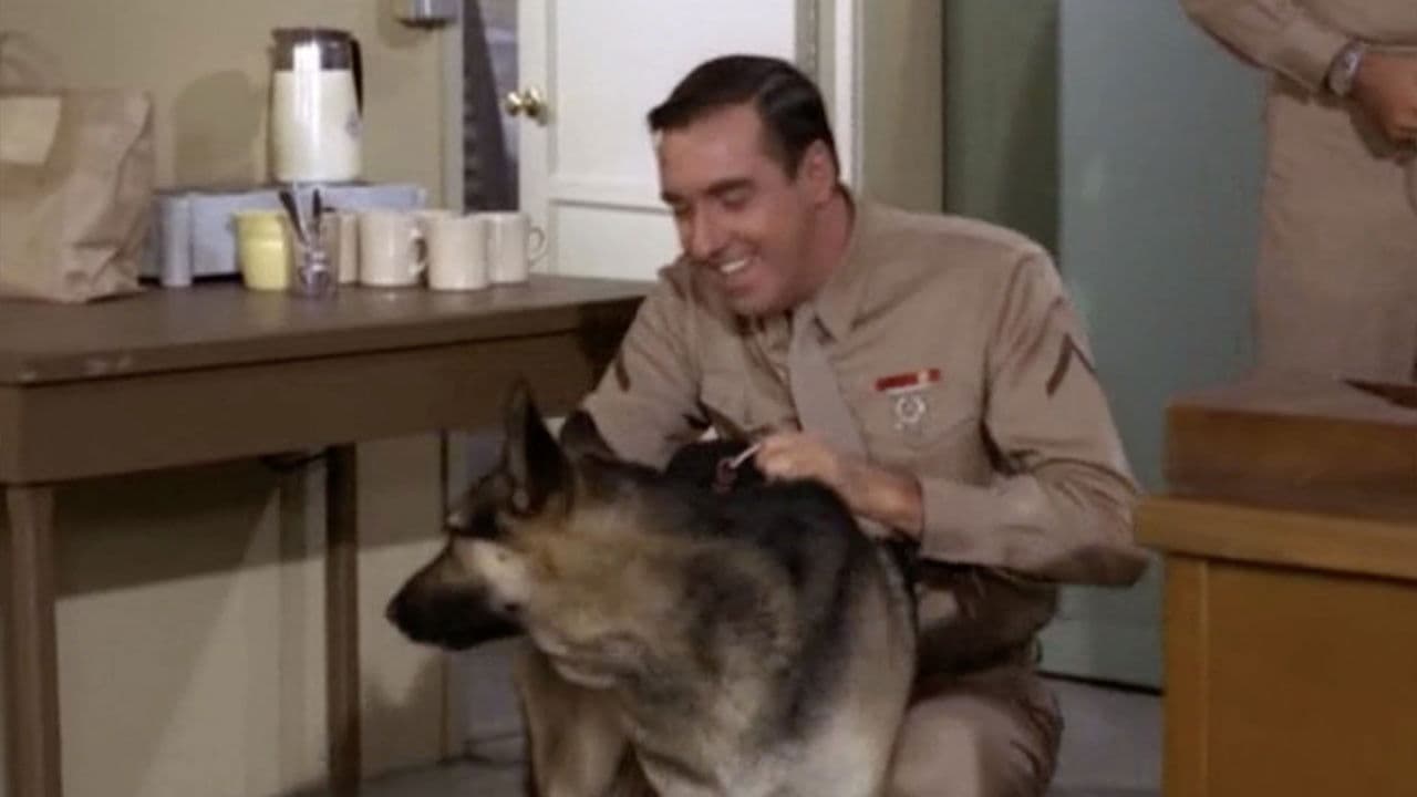 Still from A Dog is a Dog