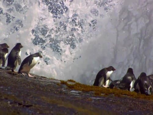 Still from Science of Great Migrations