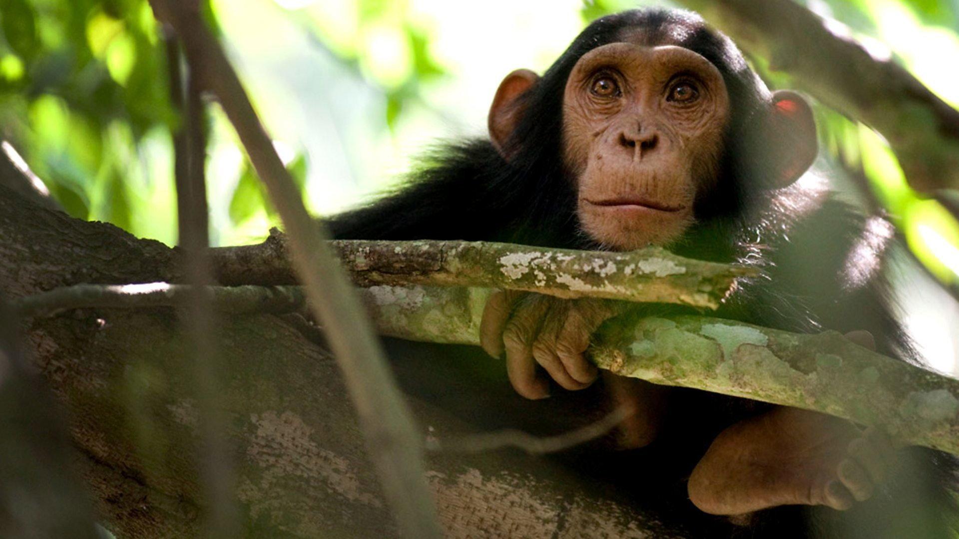 Still from Chimps of the Lost Gorge