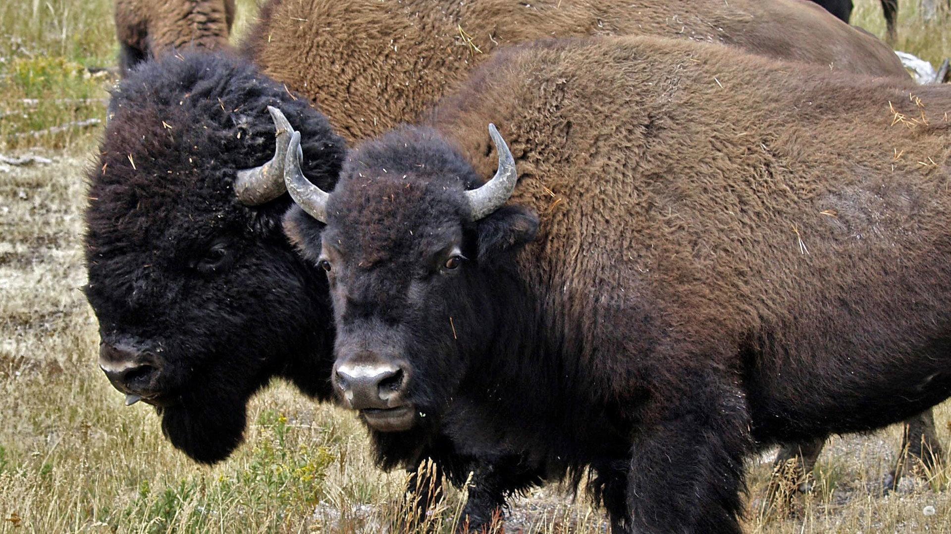 Still from American Buffalo: Spirit of a Nation