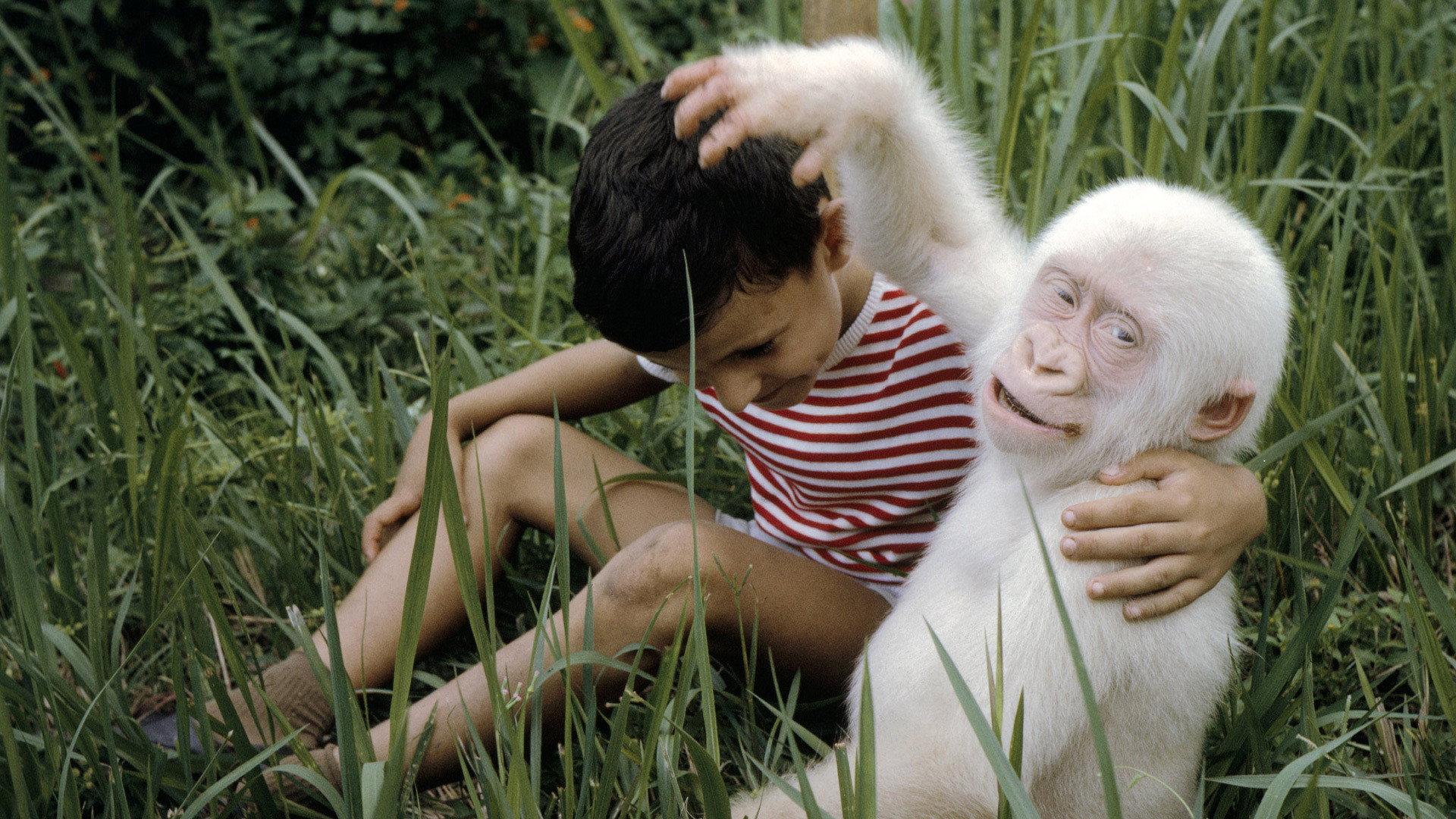 Still from Snowflake: the White Gorilla