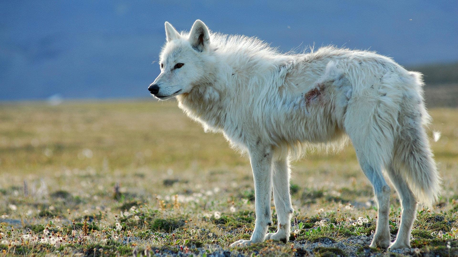 Still from White Falcon, White Wolf