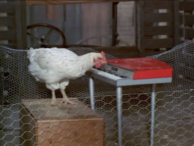 Still from Everywhere a Chick Chick