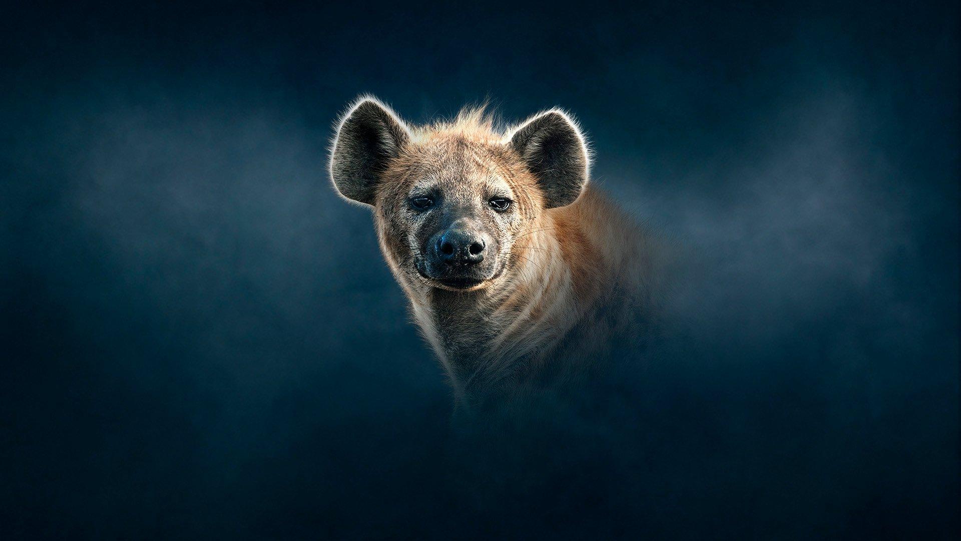 Still from Hyena