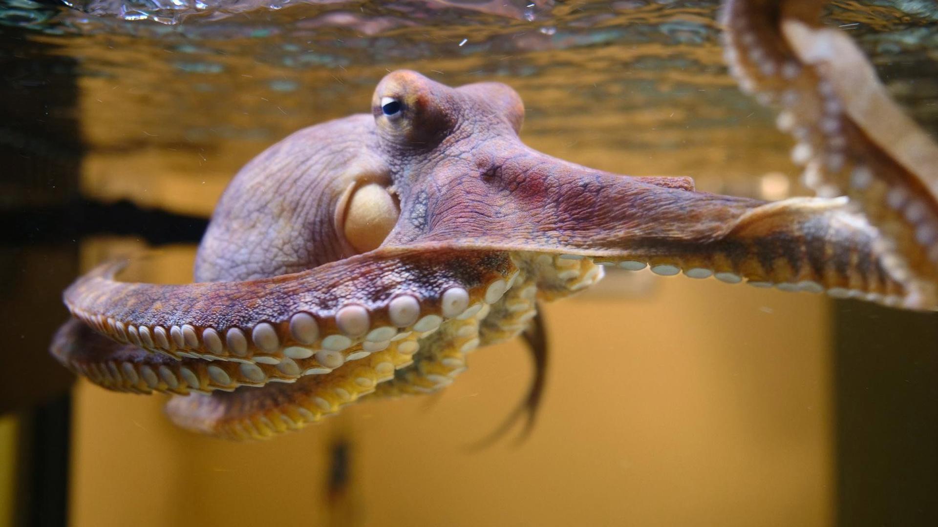 Still from Octopus: Making Contact