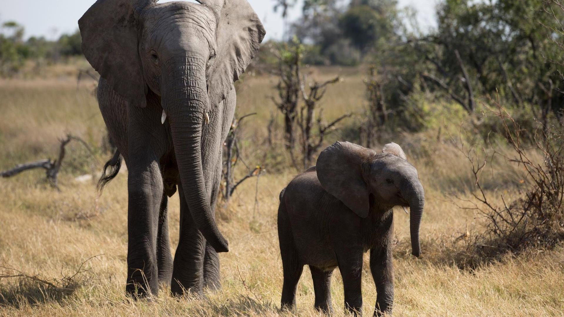 Still from Naledi: One Little Elephant