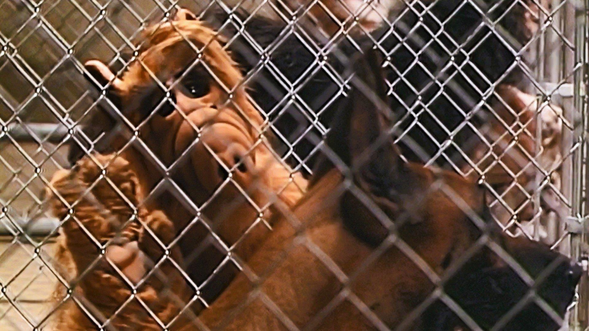 Still from Looking for Lucky