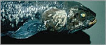Still from Lost Roman Treasure