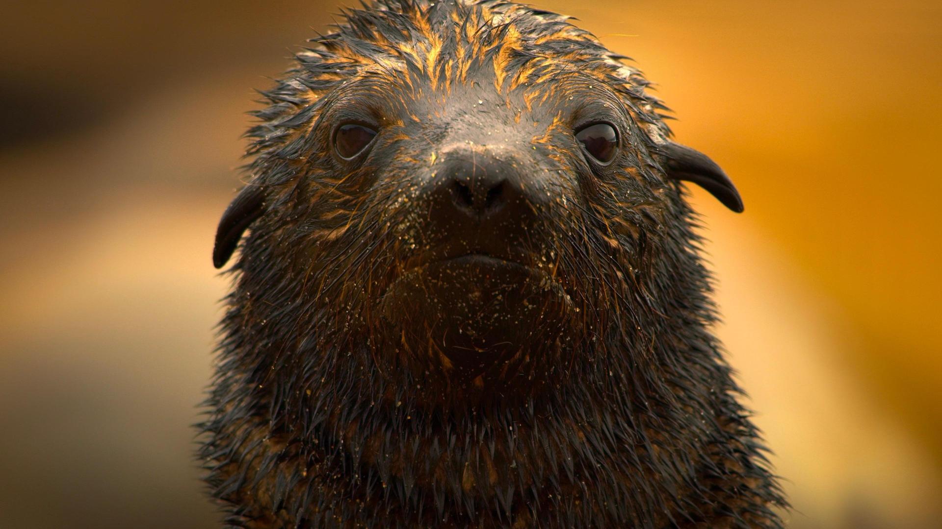 Still from Seal Coast