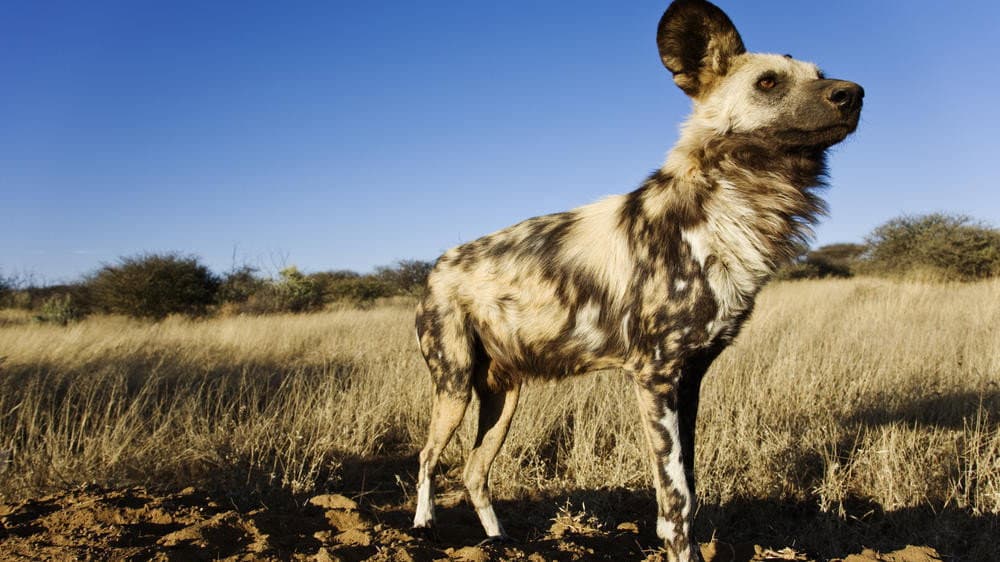 Still from The Story of an African Wild Dog