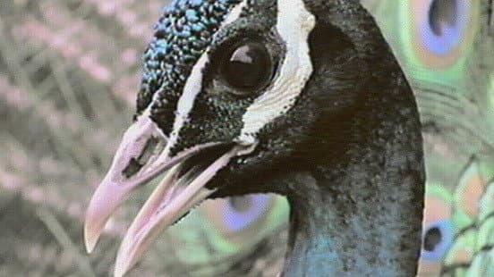 Still from Inside the Animal Mind Part One: Are Animals Intelligent?