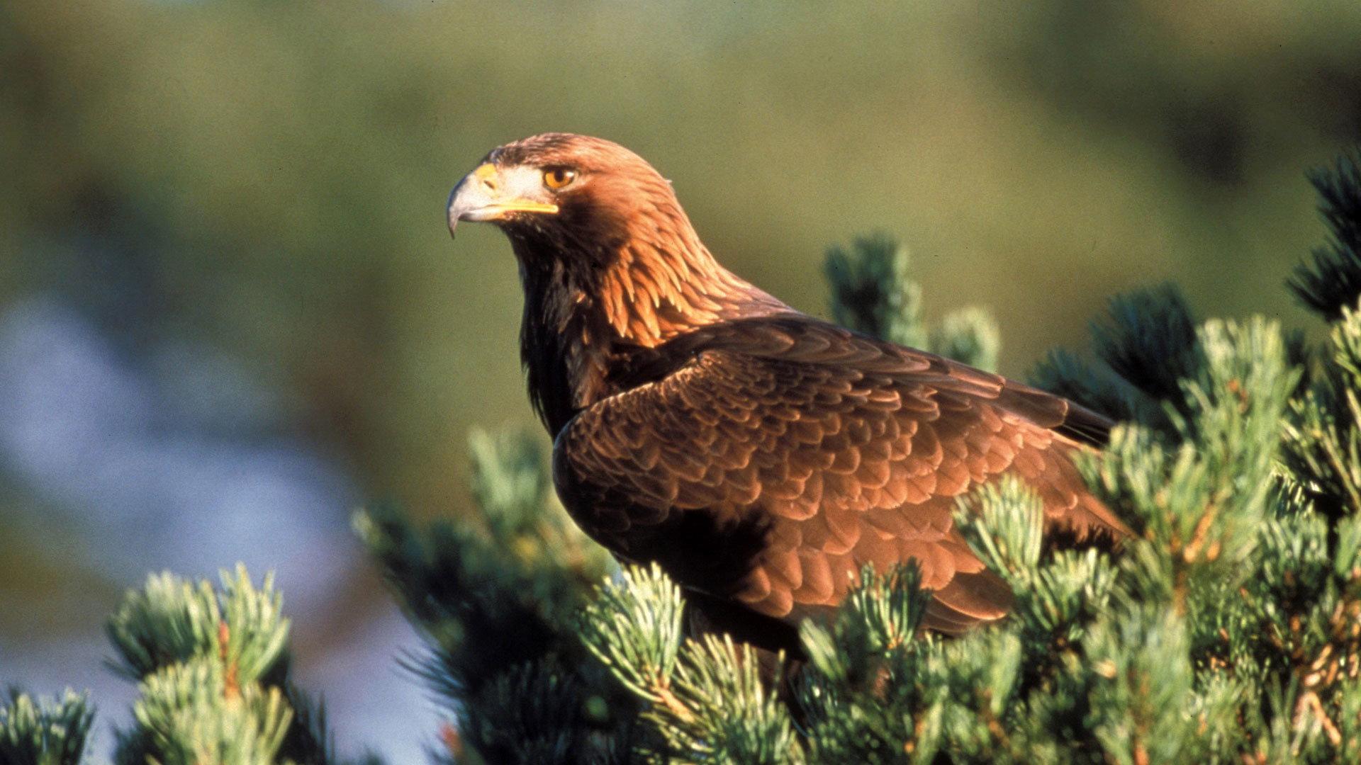 Still from Eagles