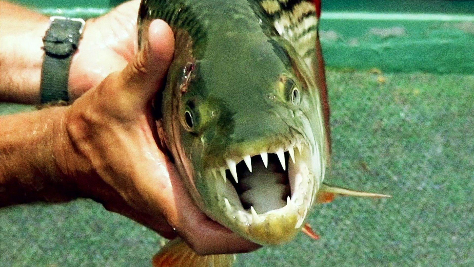 Still from Africa's Deadliest