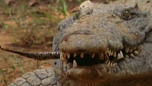 Still from Secrets of the Crocodile Caves
