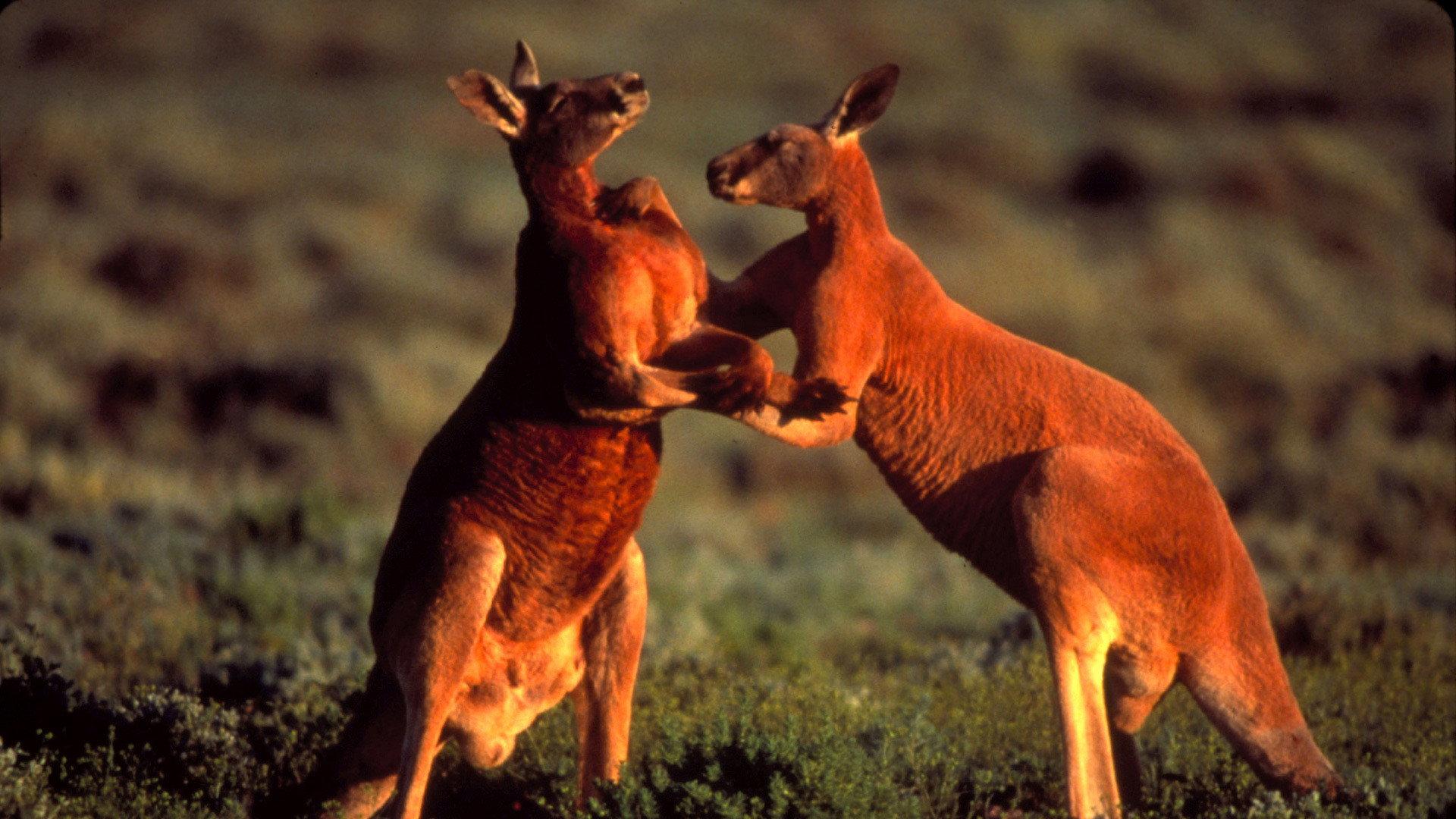 Still from Big Red Roos