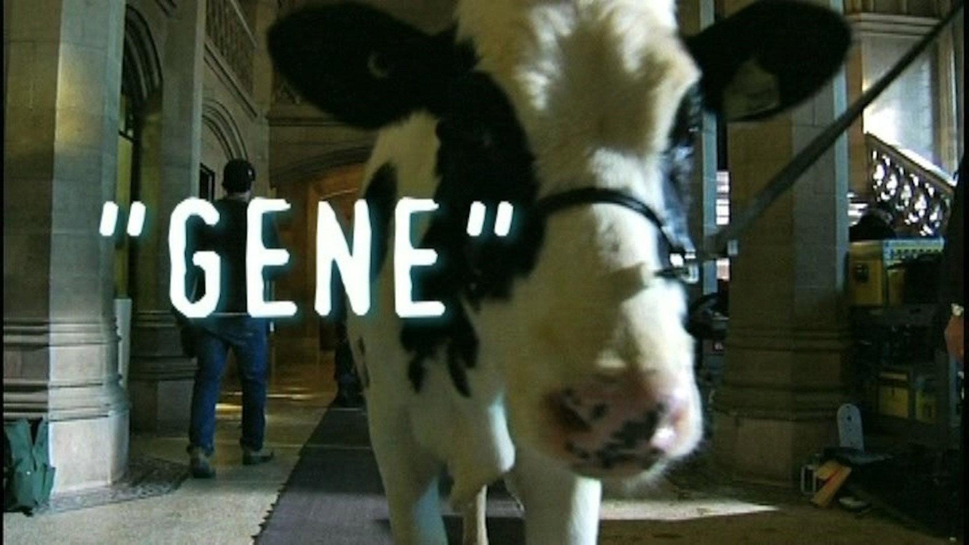 Still from "Gene" A Tale of Two (Actually Three) Bovines