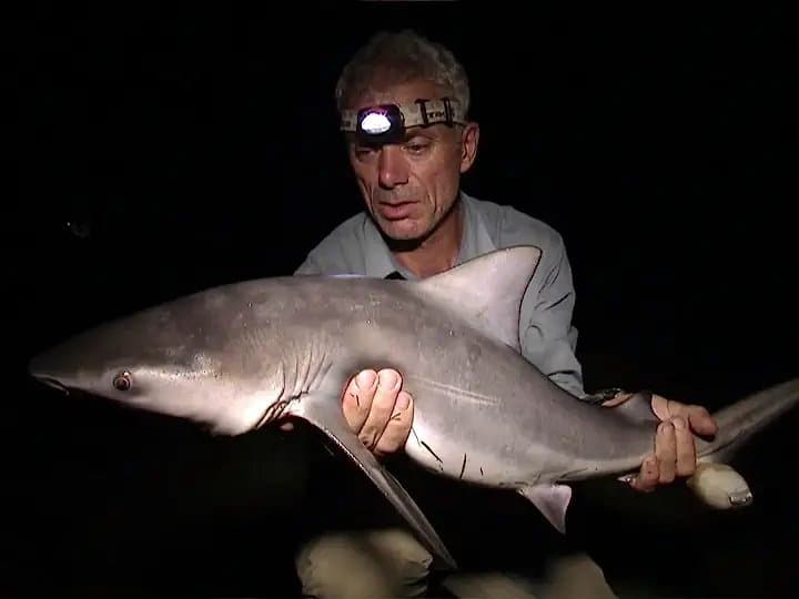 Still from Freshwater Shark