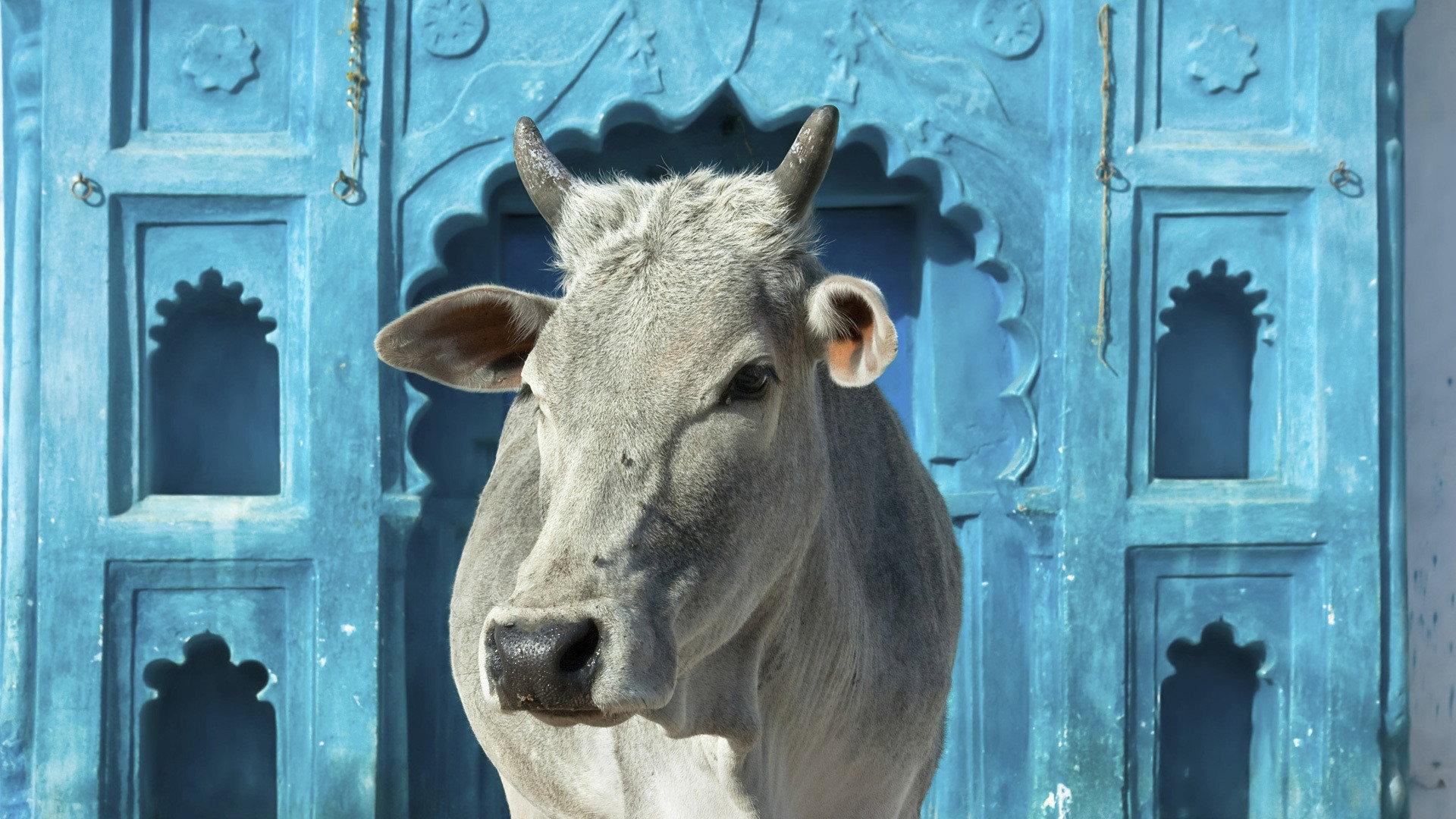 Still from Holy Cow