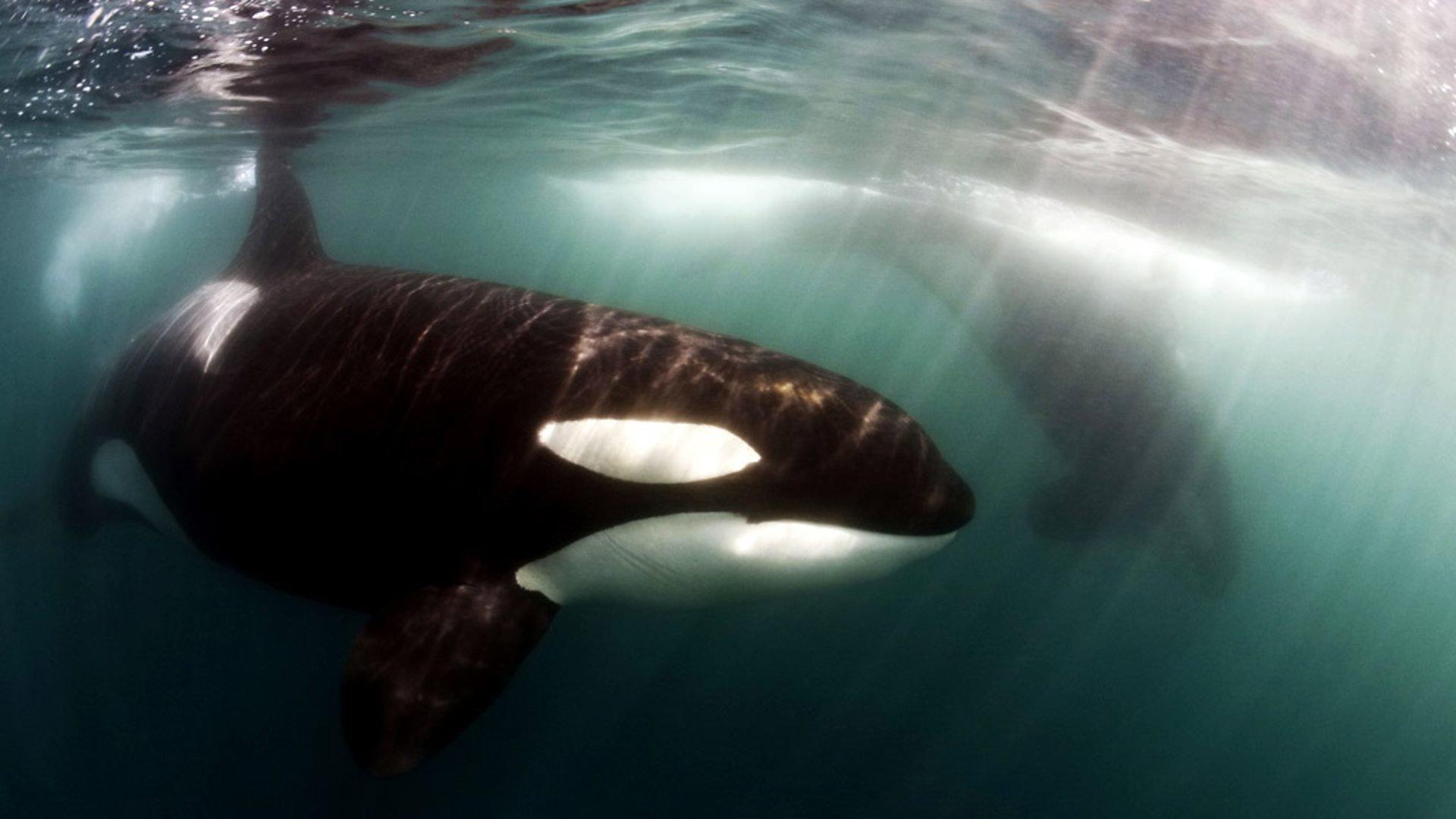 Still from Killer Whales: Beneath the Surface