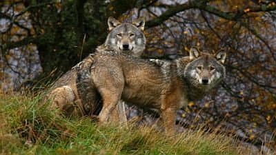 Still from Transylvania: Living with Predators