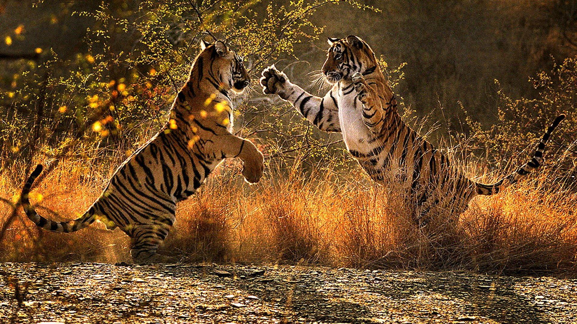 Still from A Tiger Called Broken Tail