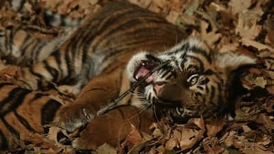 Still from Battle to Save the Tiger