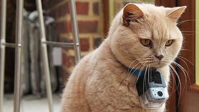 Still from Little Cat Diaries