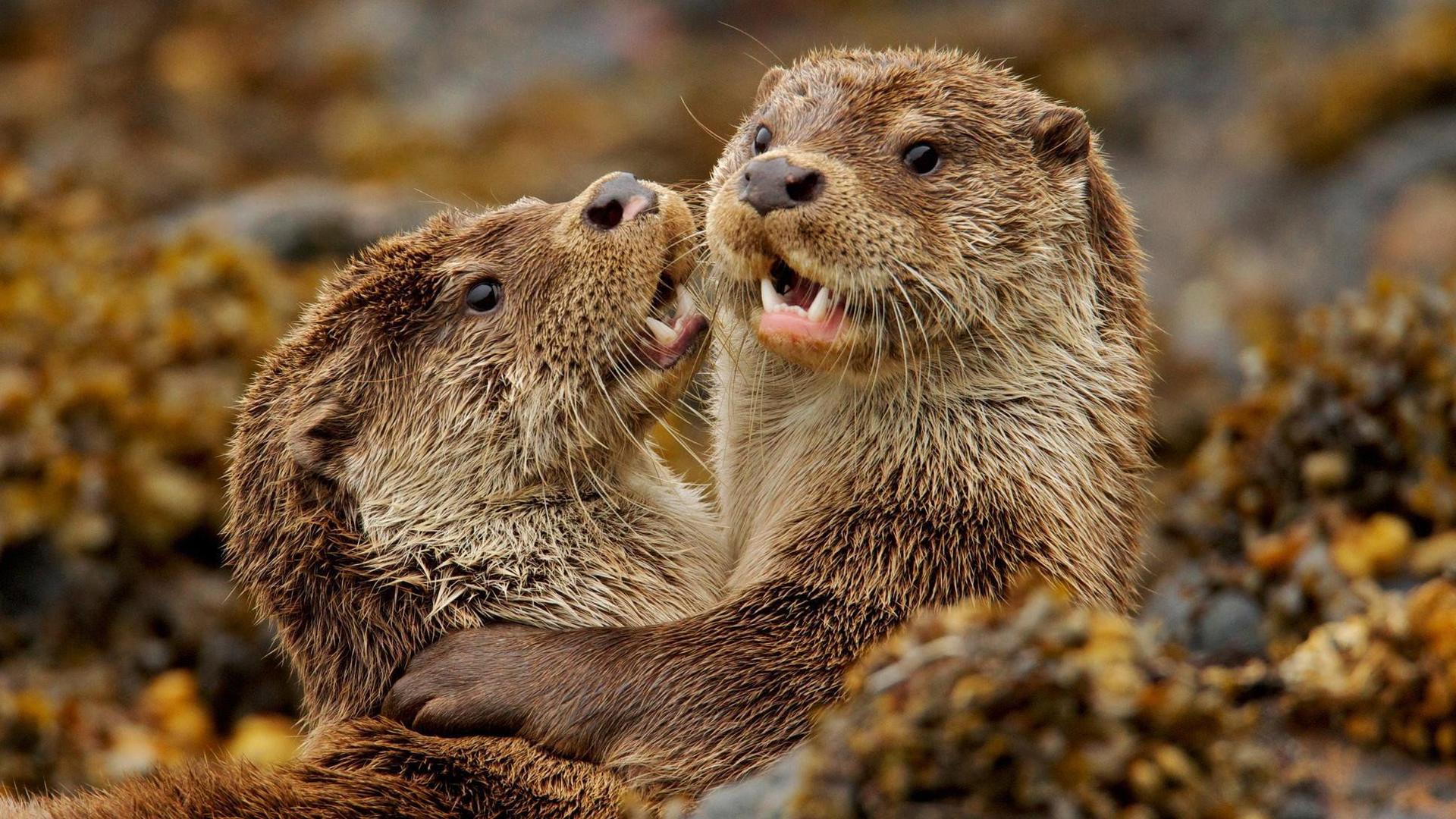 Still from Charlie and the Curious Otters