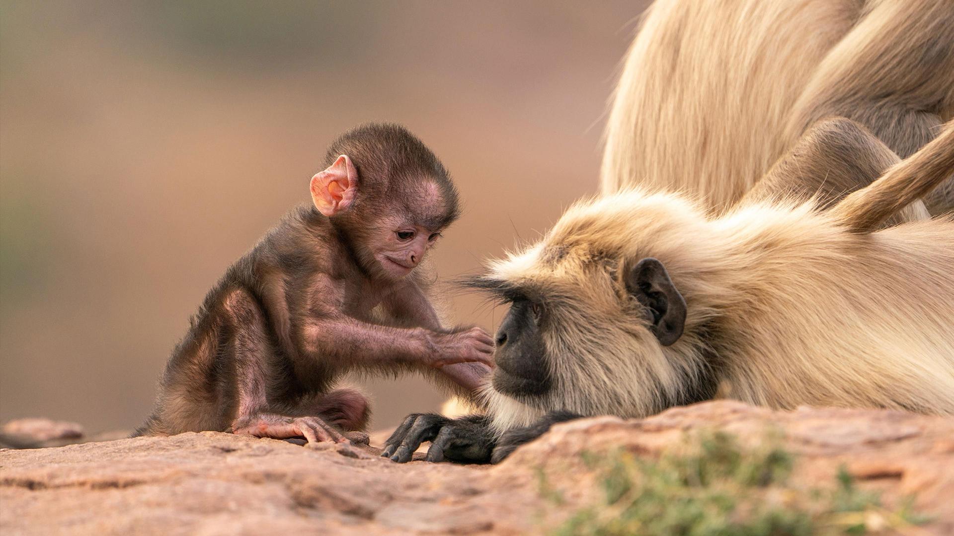 Still from Parenthood: Grasslands