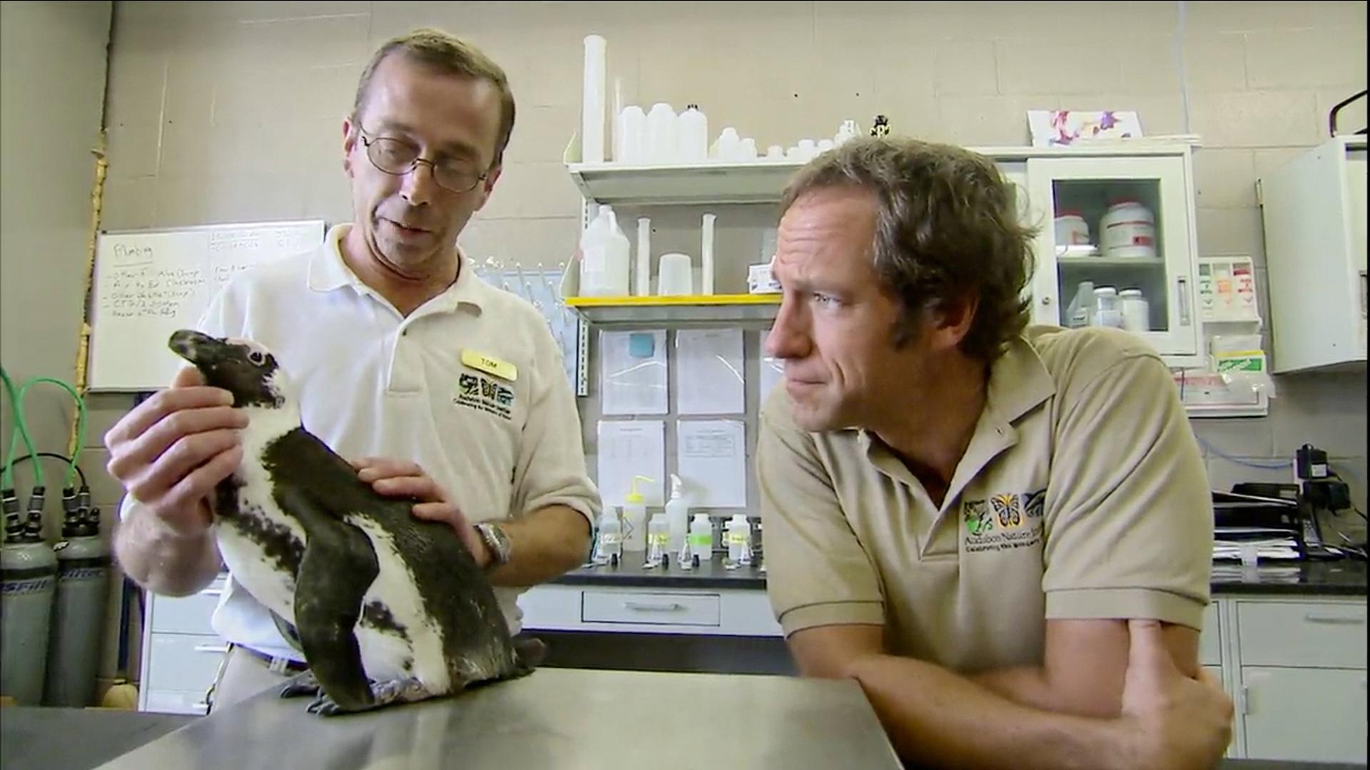 Still from Penguin Keeper