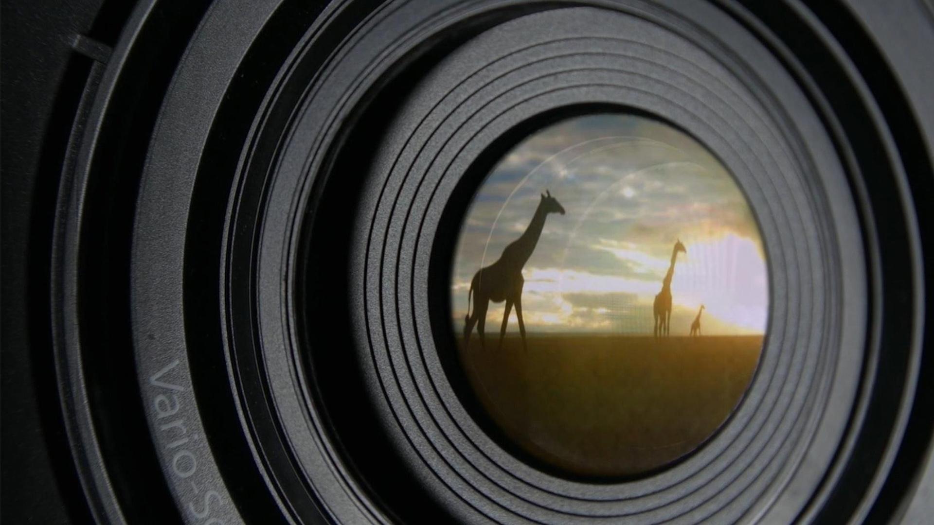 Still from Animal Espionage