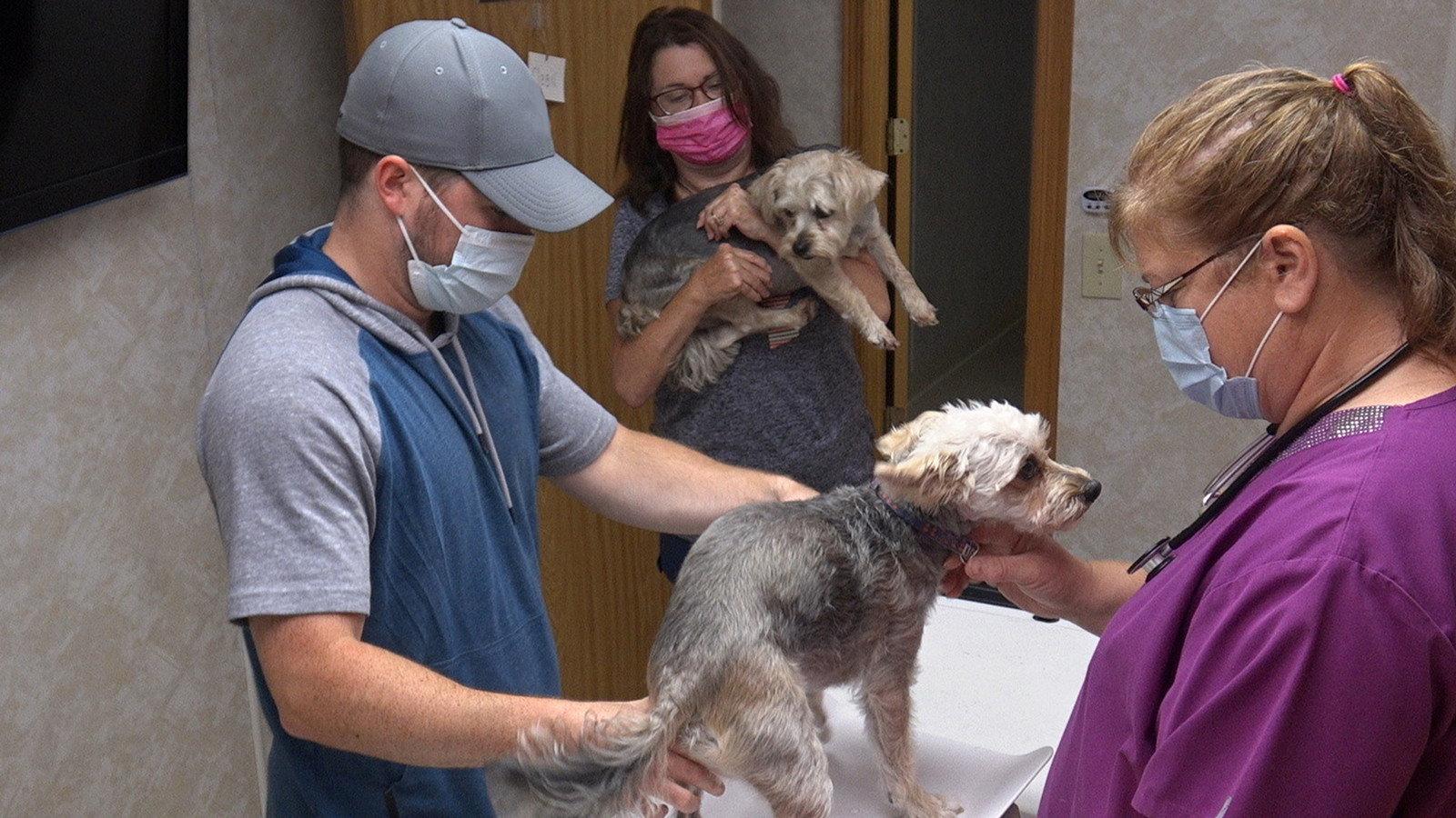 Still from Poodles & Company