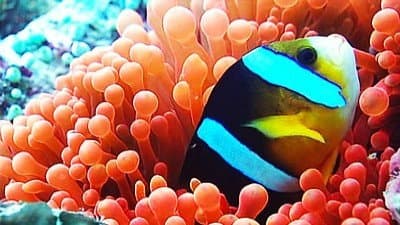 Still from Wild Indonesia: Underwater Worlds