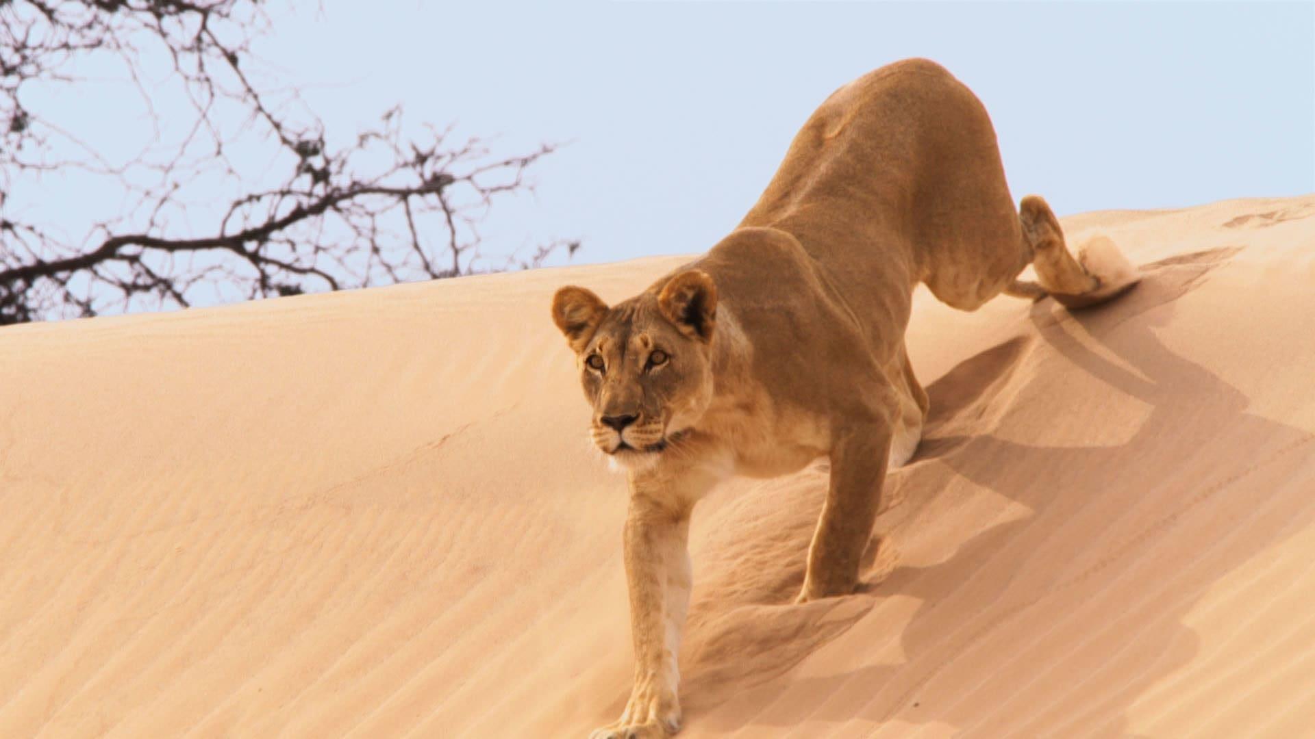 Still from Deserts
