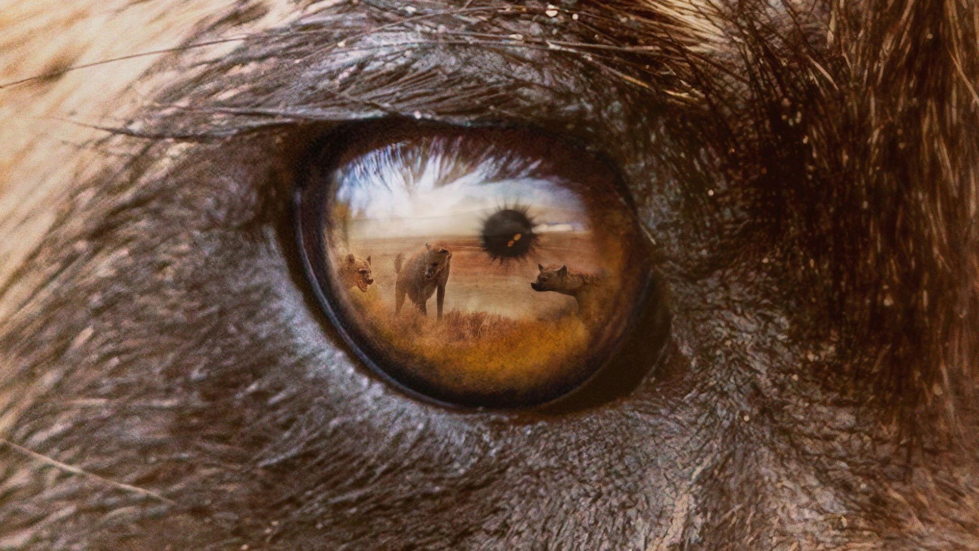 Still from Wild Dogs