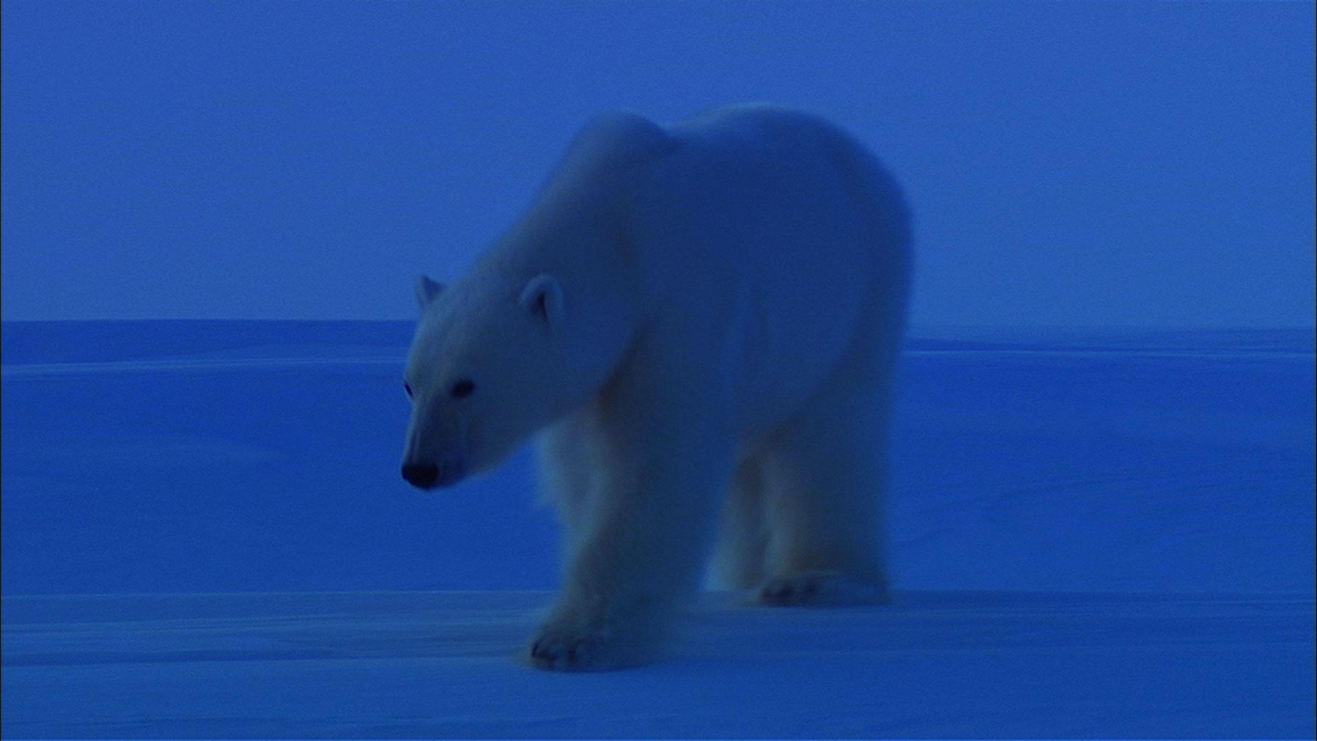 Still from Bears of the Last Frontier: Arctic Wanderers
