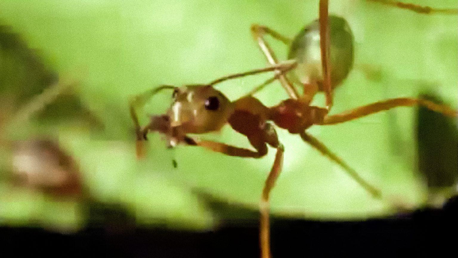 Still from Living Together
