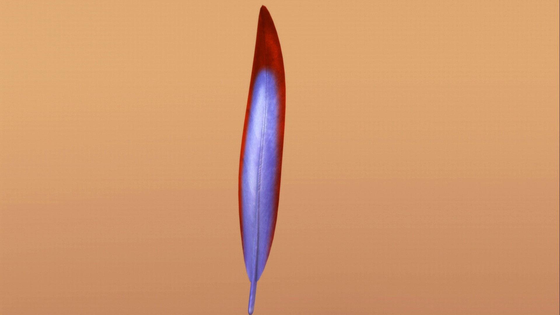 Still from Now with Feathers!