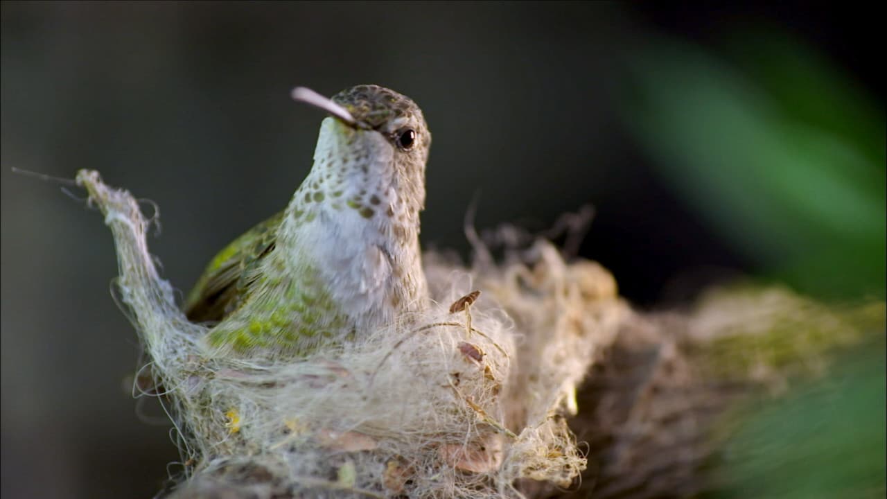 Still from Animal Homes: The Nest