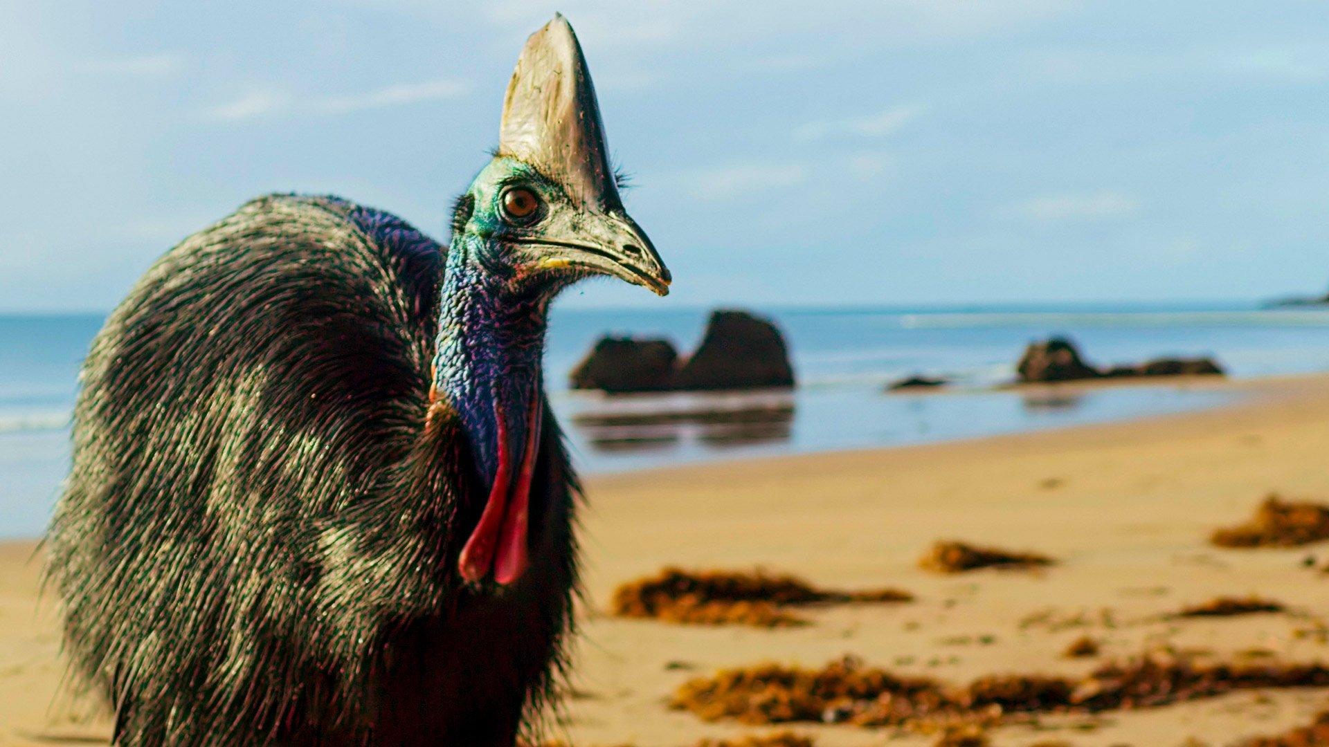 Still from Australia