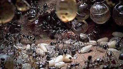 Still from Empire of the Desert Ants